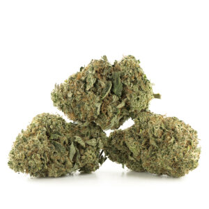 Northern Lights Marijuana Strain