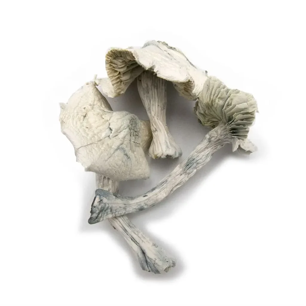 Albino Jedi Mind Fuck Mushrooms