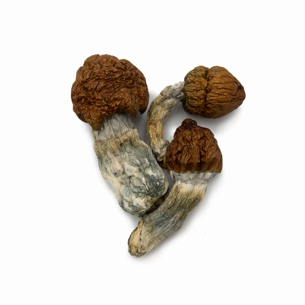 Blue Meanies Magic Mushrooms