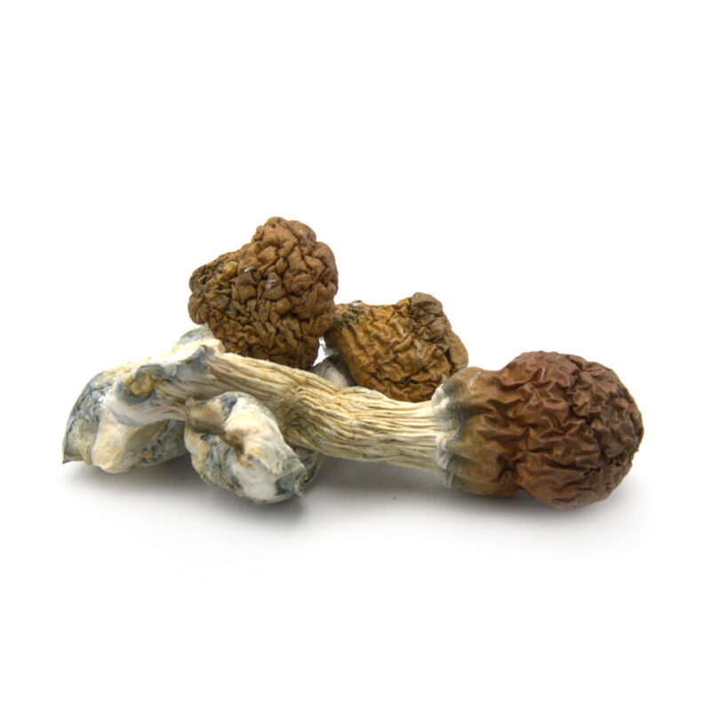 Buy Cambodian Cubensis Mushrooms