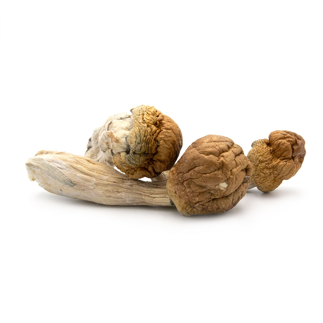 Mazatapec Cubensis Mushrooms
