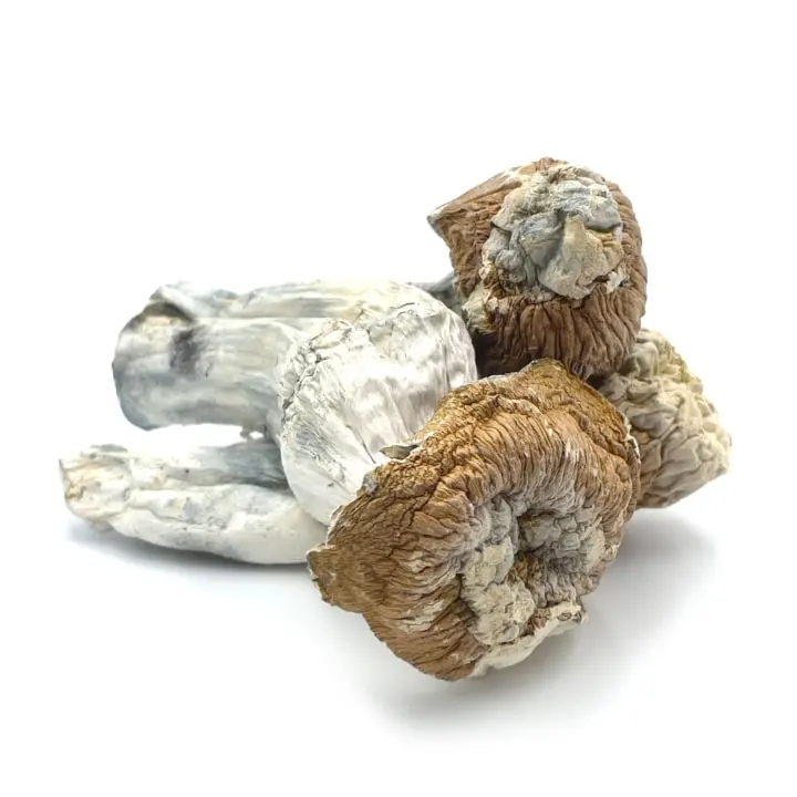 Tidal Wave Magic Mushroom