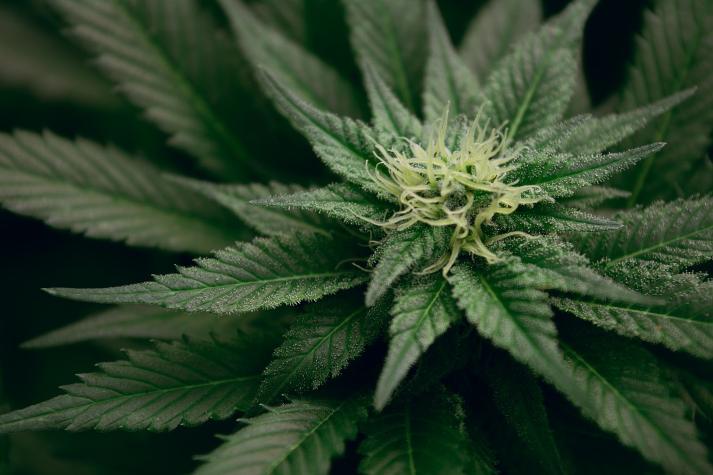 The Guide to Selecting the Right Cannabis Strain For You.