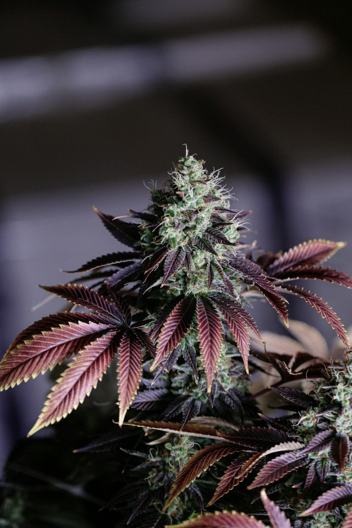 The Main Benefits of Using THC and CBD Products