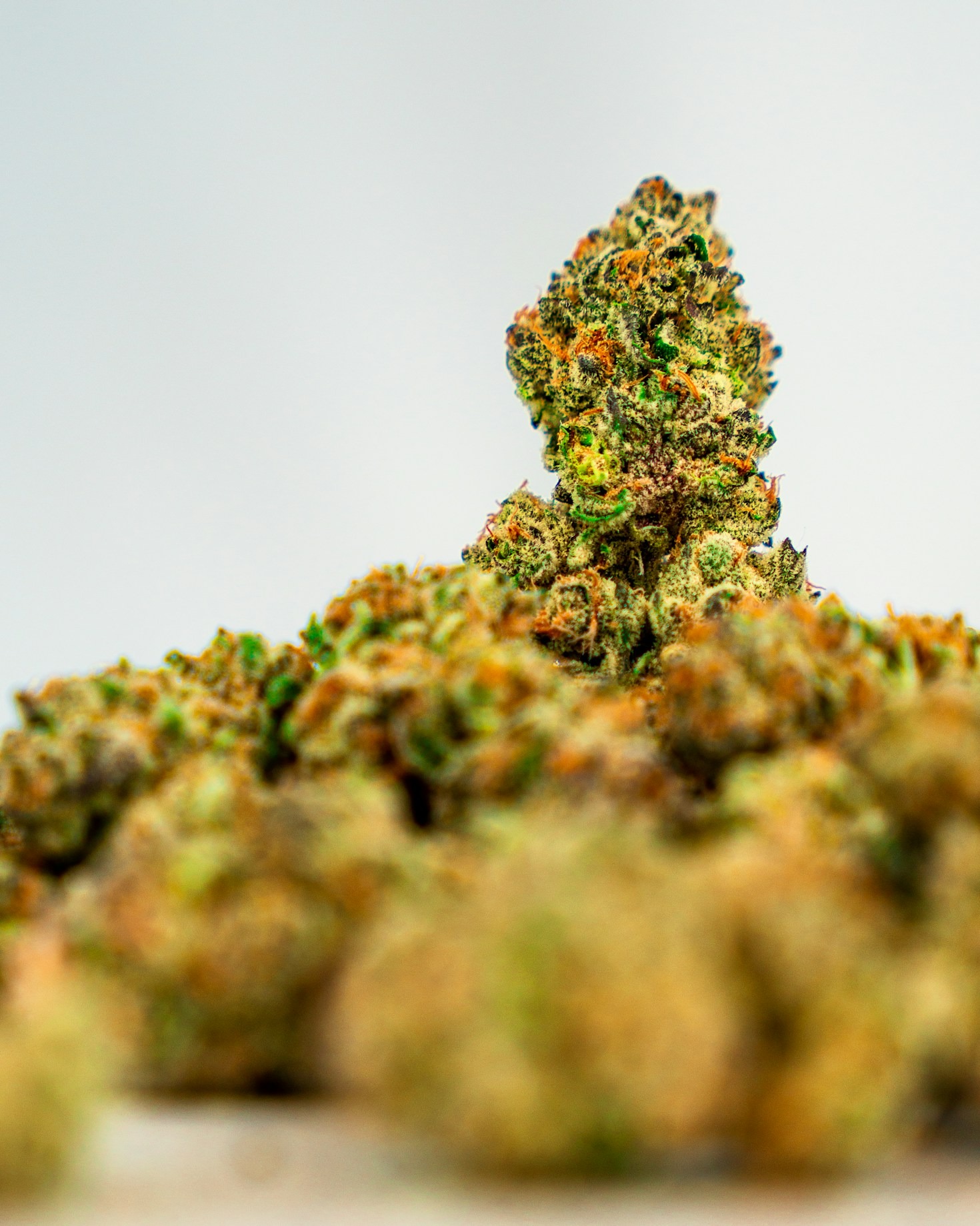 Know the Differences Between Sativa, Indica, and Hybrid