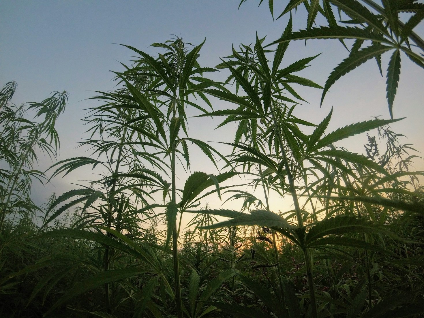 The Reason Quality Matters in Marijuana Products