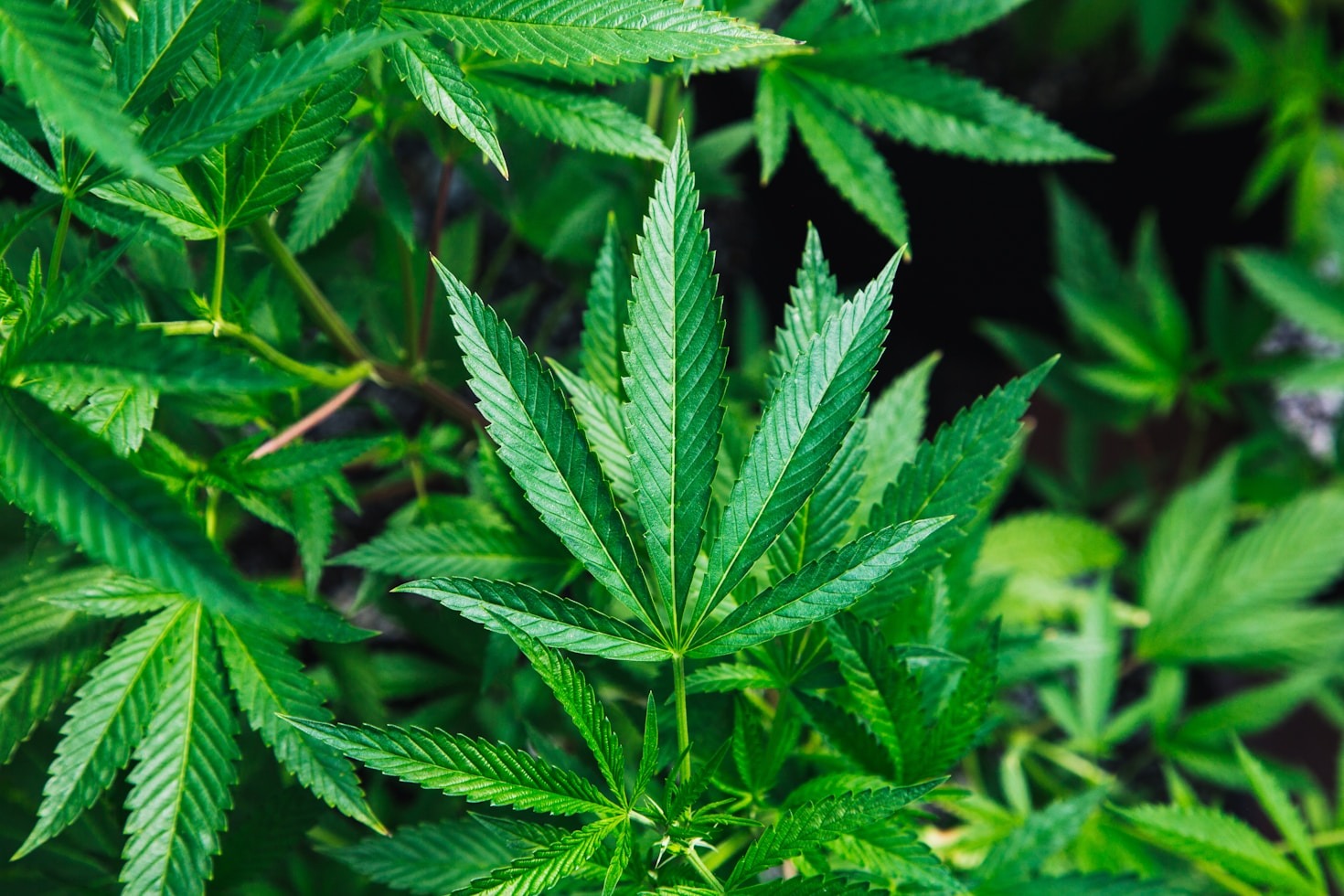 More About The World of Cannabis Derivatives