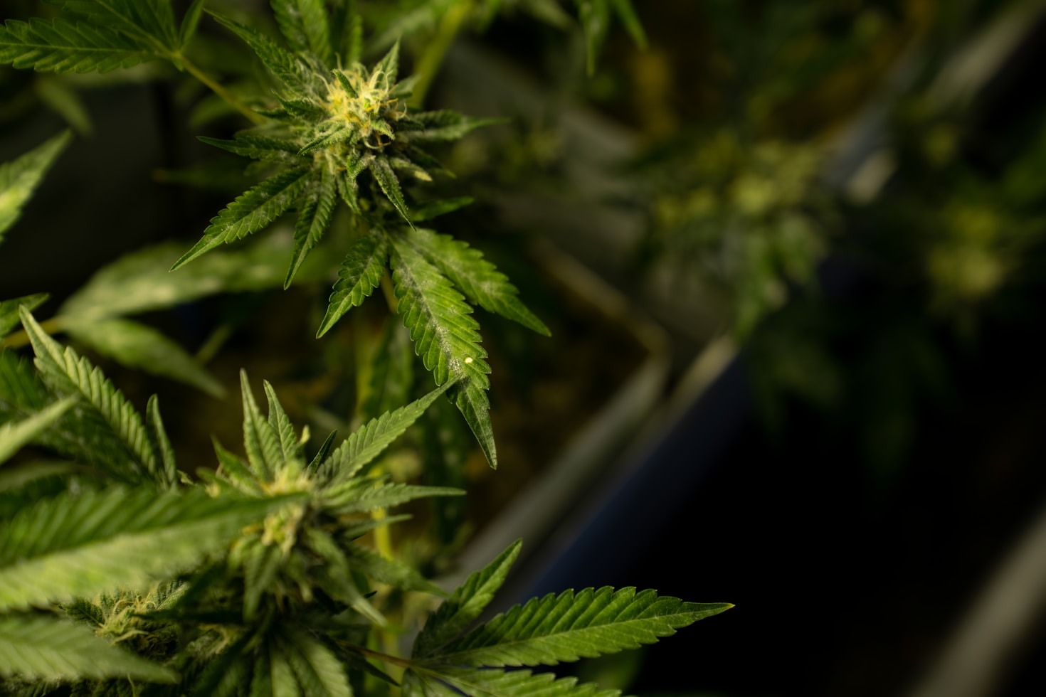 A Day in the Life of Premium Cannabis Users – Italia