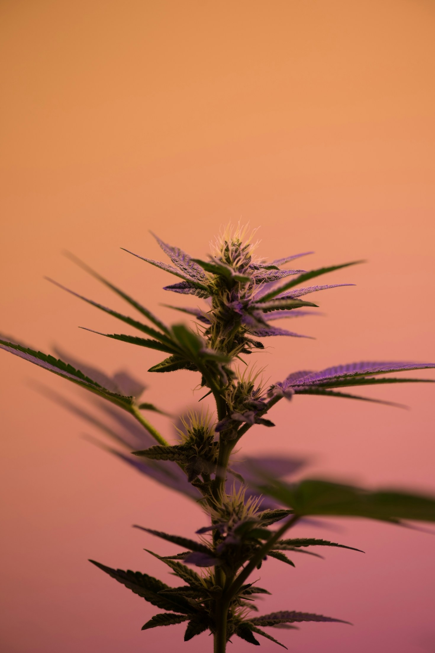 Tips for Finding Reliable Cannabis Delivery Services in Italy and Europe