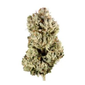 Gorilla Glue Weed Buds